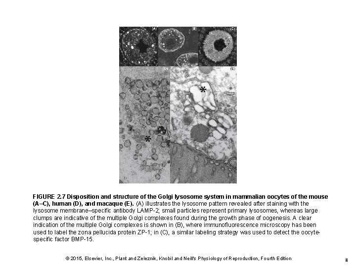 FIGURE 2. 7 Disposition and structure of the Golgi lysosome system in mammalian oocytes