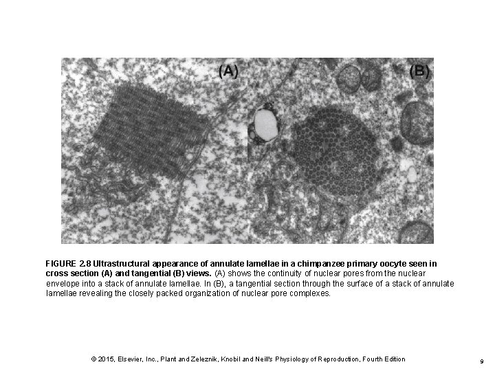 FIGURE 2. 8 Ultrastructural appearance of annulate lamellae in a chimpanzee primary oocyte seen