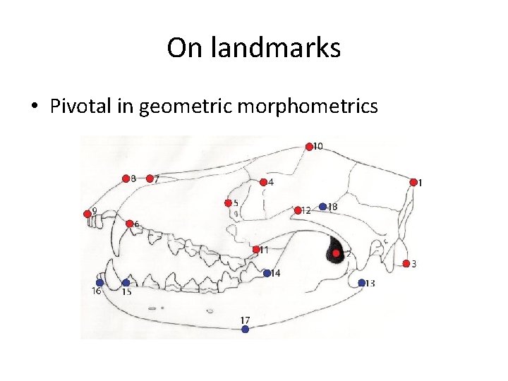 On landmarks • Pivotal in geometric morphometrics 