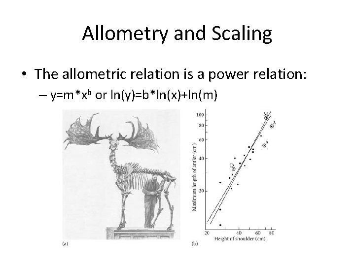 Allometry and Scaling • The allometric relation is a power relation: – y=m*xb or