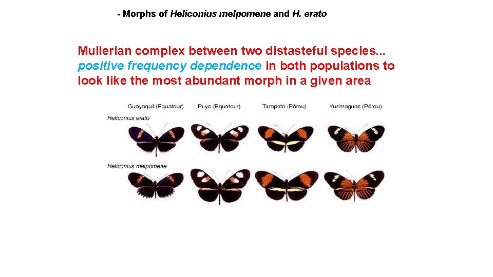 - Morphs of Heliconius melpomene and H. erato Mullerian complex between two distasteful species.