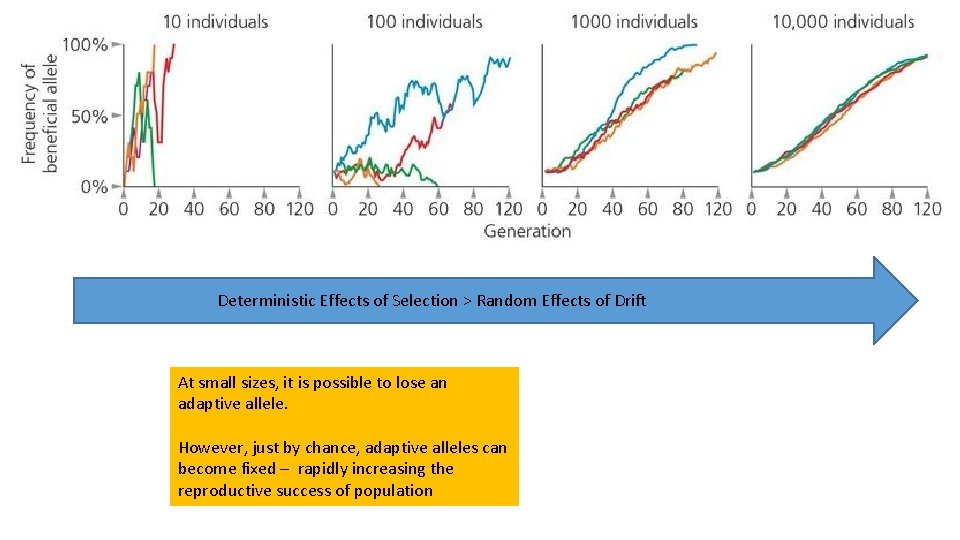 Deterministic Effects of Selection > Random Effects of Drift At small sizes, it is