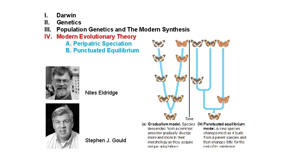 I. III. IV. Darwin Genetics Population Genetics and The Modern Synthesis Modern Evolutionary Theory