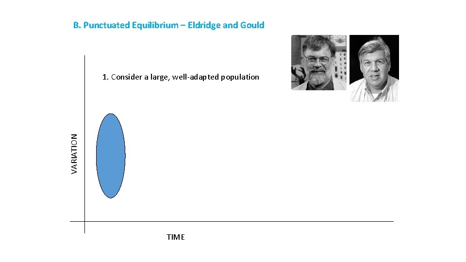 B. Punctuated Equilibrium – Eldridge and Gould VARIATION 1. Consider a large, well-adapted population