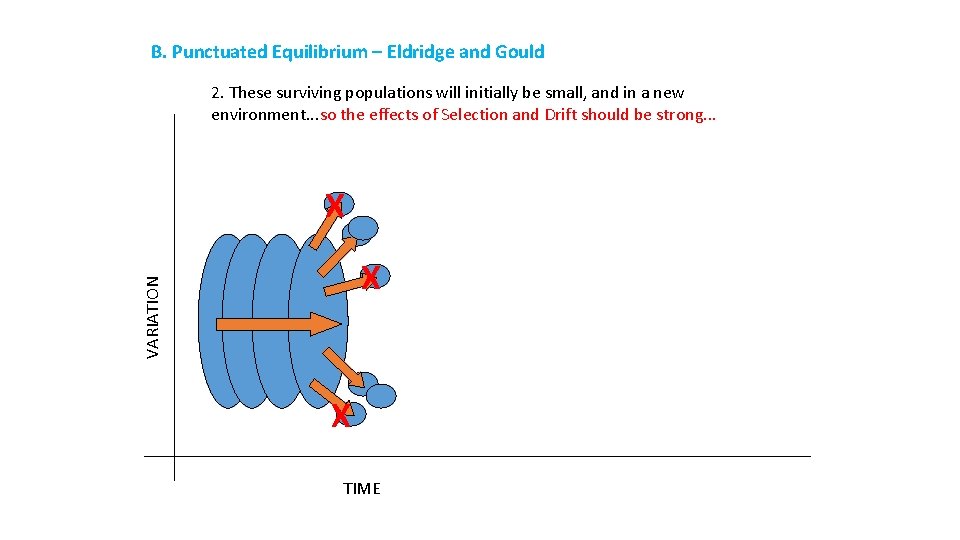 B. Punctuated Equilibrium – Eldridge and Gould 2. These surviving populations will initially be