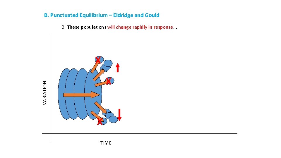 B. Punctuated Equilibrium – Eldridge and Gould 3. These populations will change rapidly in