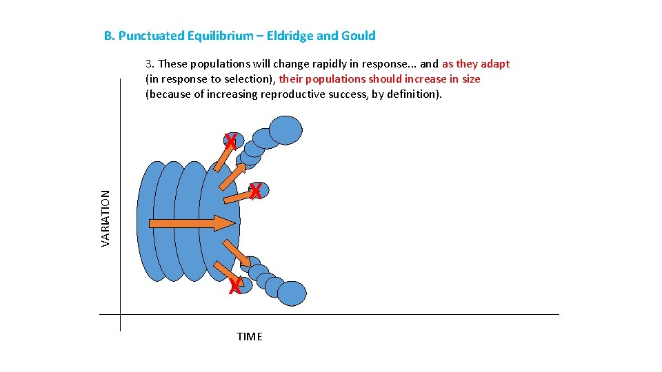 B. Punctuated Equilibrium – Eldridge and Gould 3. These populations will change rapidly in