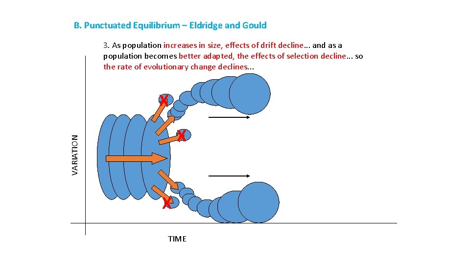 B. Punctuated Equilibrium – Eldridge and Gould 3. As population increases in size, effects