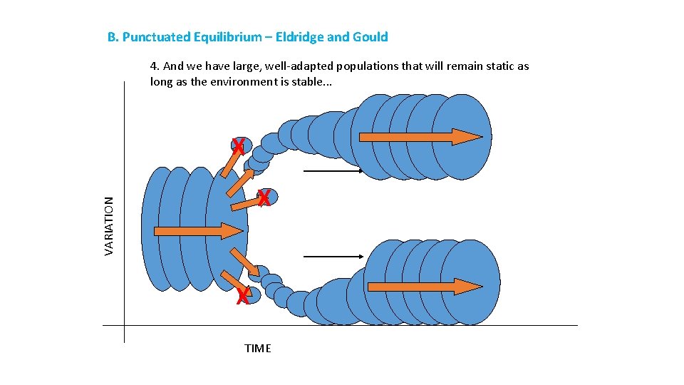 B. Punctuated Equilibrium – Eldridge and Gould 4. And we have large, well-adapted populations