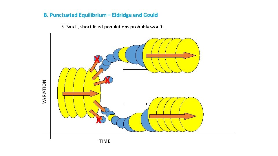 B. Punctuated Equilibrium – Eldridge and Gould 5. Small, short-lived populations probably won't. .