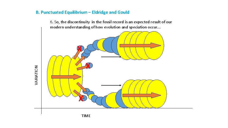 B. Punctuated Equilibrium – Eldridge and Gould 6. So, the discontinuity in the fossil
