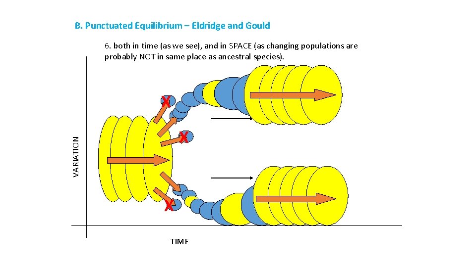 B. Punctuated Equilibrium – Eldridge and Gould 6. both in time (as we see),