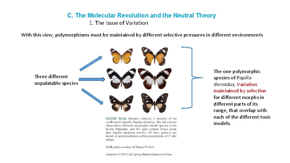 C. The Molecular Revolution and the Neutral Theory 1. The Issue of Variation With