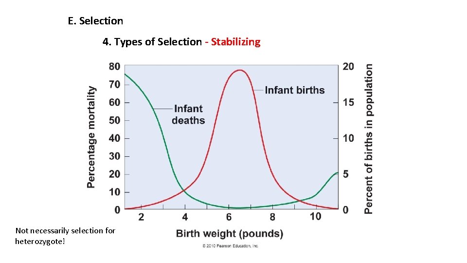 E. Selection 4. Types of Selection - Stabilizing Not necessarily selection for heterozygote! 