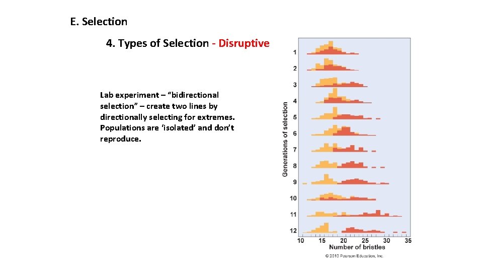 E. Selection 4. Types of Selection - Disruptive Lab experiment – “bidirectional selection” –