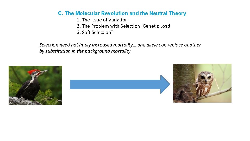 C. The Molecular Revolution and the Neutral Theory 1. The Issue of Variation 2.