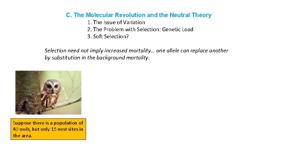C. The Molecular Revolution and the Neutral Theory 1. The Issue of Variation 2.