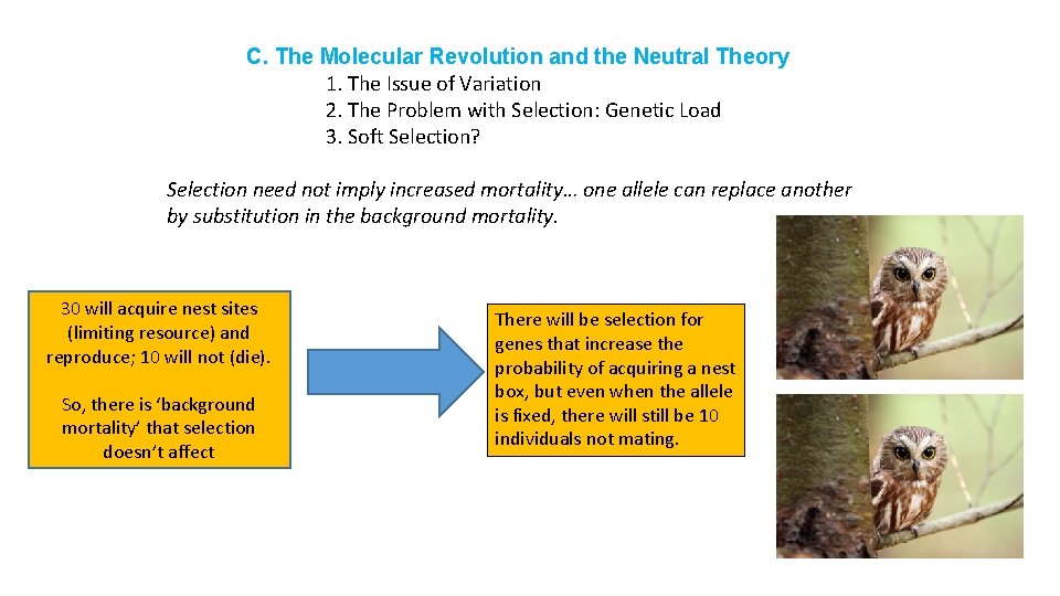 C. The Molecular Revolution and the Neutral Theory 1. The Issue of Variation 2.