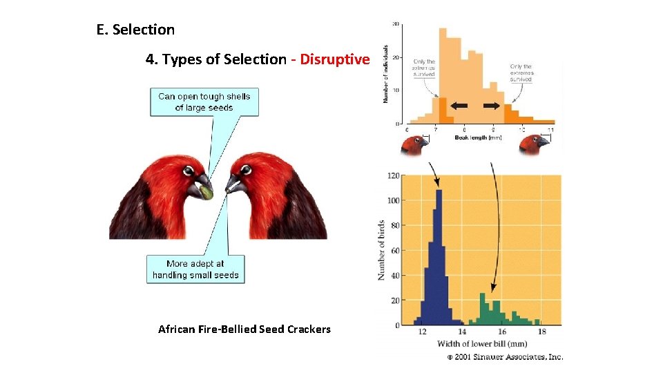 E. Selection 4. Types of Selection - Disruptive African Fire-Bellied Seed Crackers 