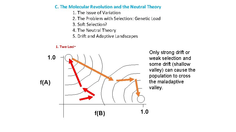 C. The Molecular Revolution and the Neutral Theory 1. The Issue of Variation 2.