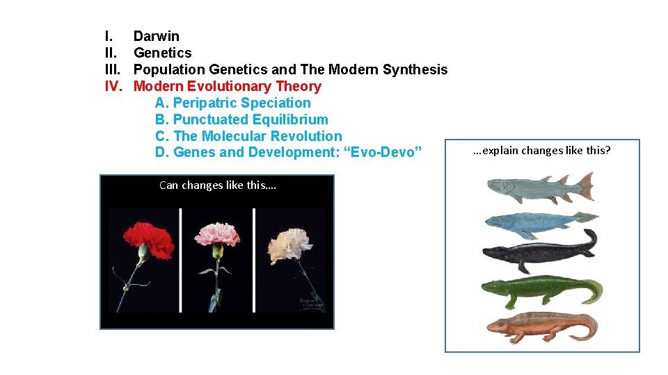 I. III. IV. Darwin Genetics Population Genetics and The Modern Synthesis Modern Evolutionary Theory