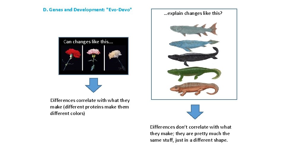 D. Genes and Development: "Evo-Devo" …explain changes like this? Can changes like this…. Differences