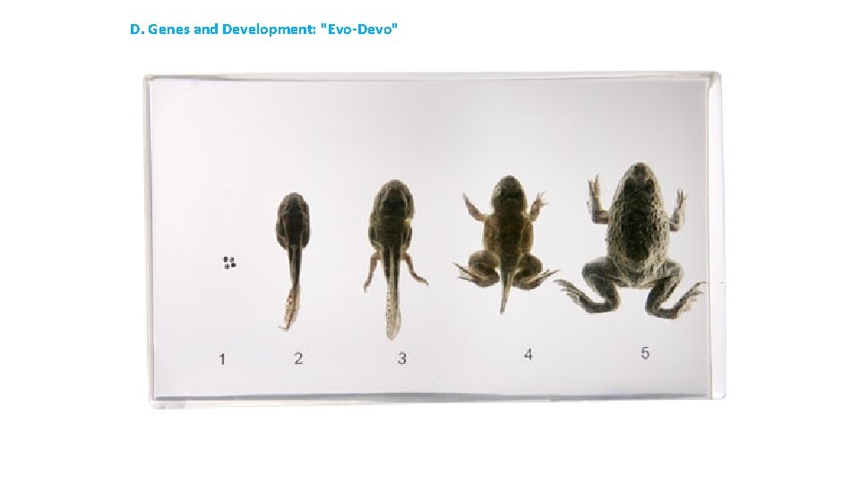 D. Genes and Development: "Evo-Devo" 