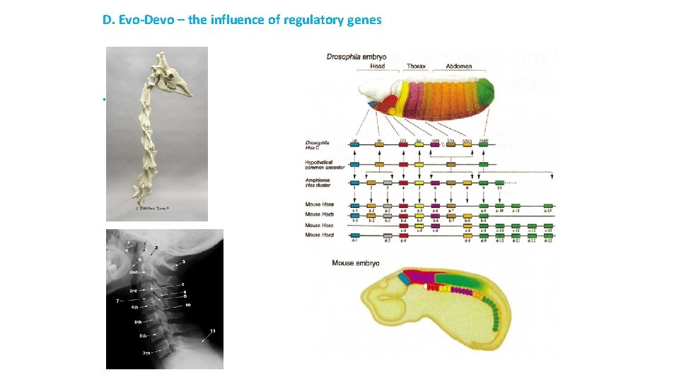 D. Evo-Devo – the influence of regulatory genes . 
