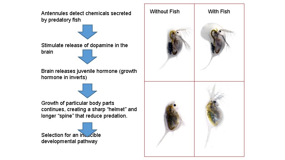 Antennules detect chemicals secreted by predatory fish Stimulate release of dopamine in the brain