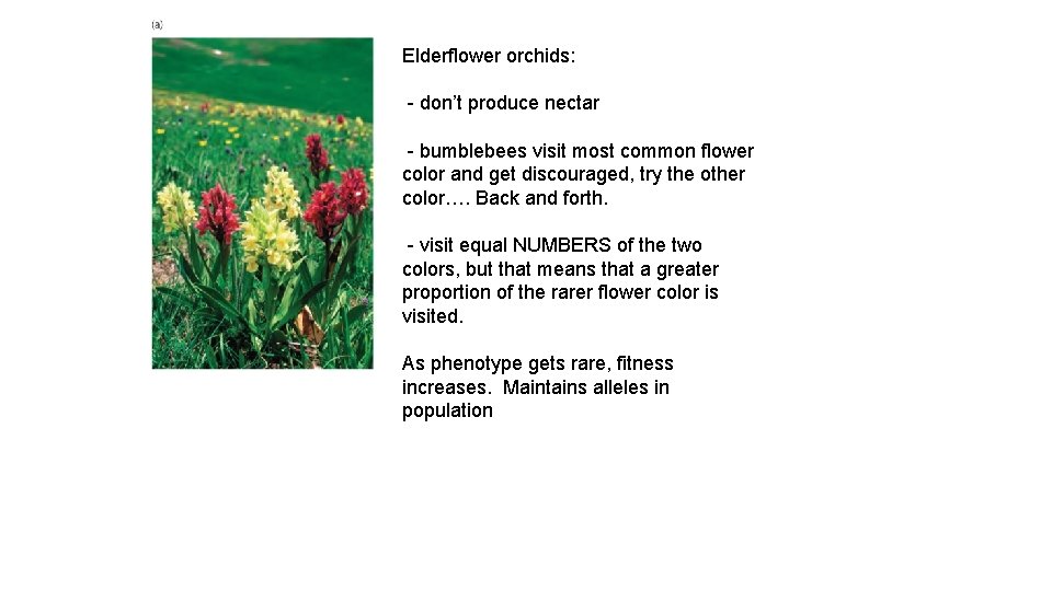 Elderflower orchids: - don’t produce nectar - bumblebees visit most common flower color and