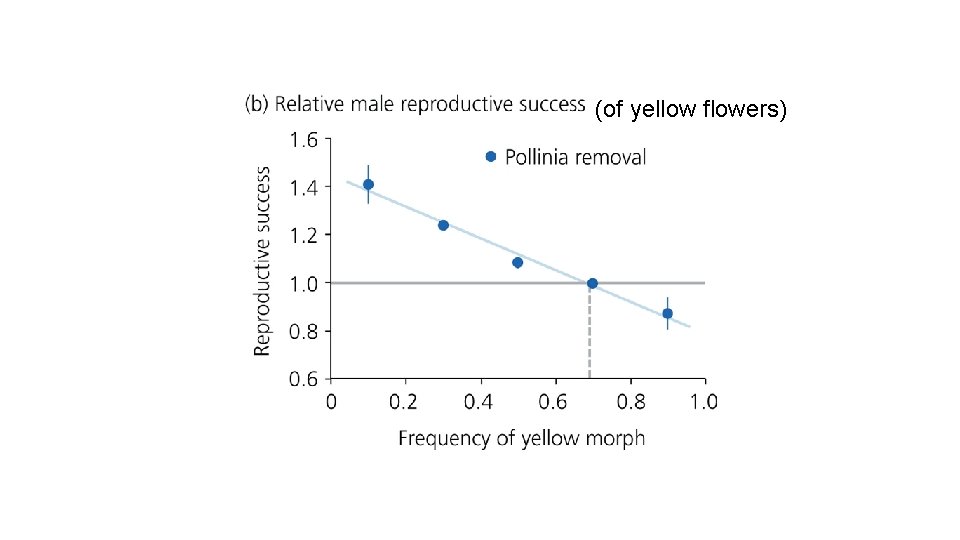 (of yellow flowers) 