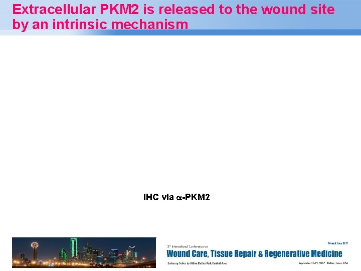 Extracellular PKM 2 is released to the wound site by an intrinsic mechanism IHC