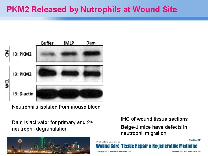 PKM 2 Released by Nutrophils at Wound Site Neutrophils isolated from mouse blood Dam