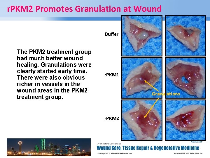 r. PKM 2 Promotes Granulation at Wound Buffer The PKM 2 treatment group had