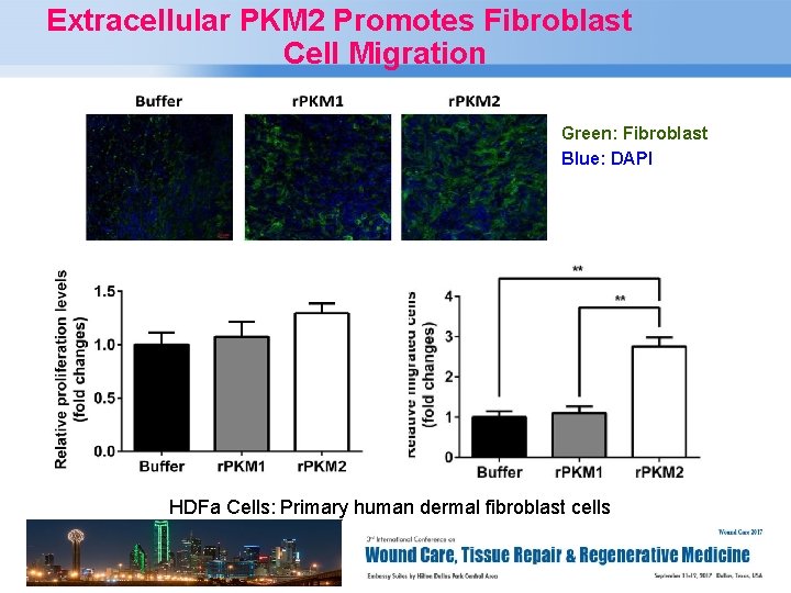 Extracellular PKM 2 Promotes Fibroblast Cell Migration Green: Fibroblast Blue: DAPI HDFa Cells: Primary
