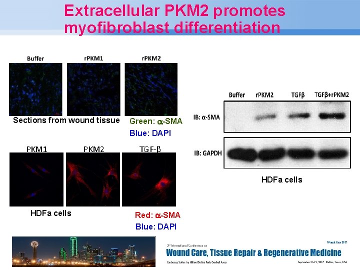 Extracellular PKM 2 promotes myofibroblast differentiation Sections from wound tissue PKM 1 PKM 2