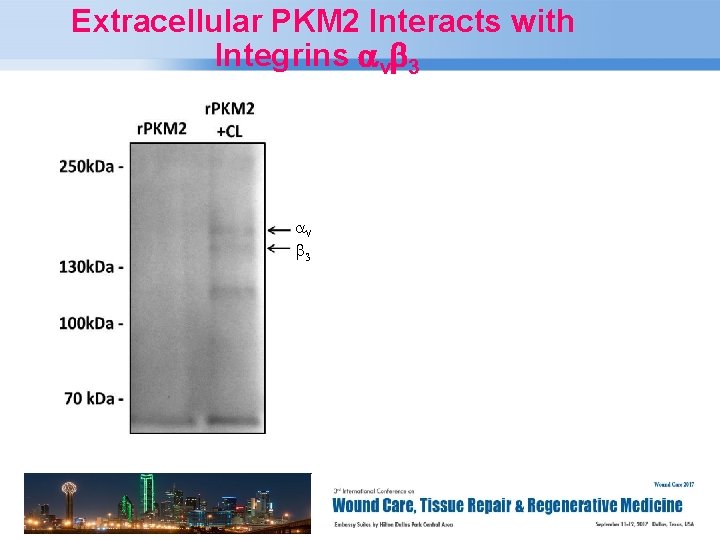 Extracellular PKM 2 Interacts with Integrins avb 3 av b 3 Page 20 