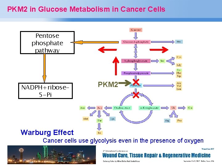 PKM 2 in Glucose Metabolism in Cancer Cells Pentose phosphate pathway NADPH+ribose 5 -Pi