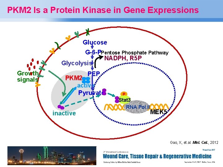 PKM 2 Is a Protein Kinase in Gene Expressions Glucose G-6 -PPentose Phosphate Pathway