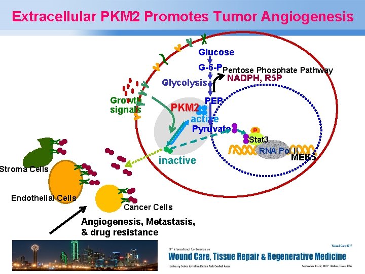 Extracellular PKM 2 Promotes Tumor Angiogenesis Glucose G-6 -PPentose Phosphate Pathway NADPH, R 5