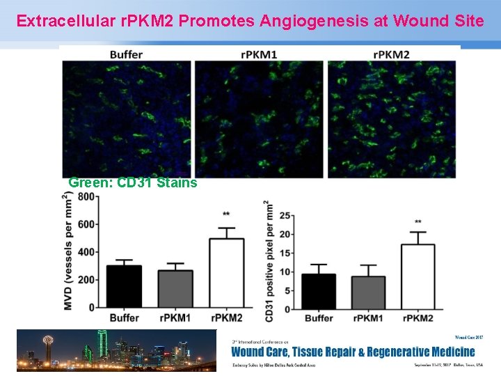 Extracellular r. PKM 2 Promotes Angiogenesis at Wound Site Green: CD 31 Stains Page