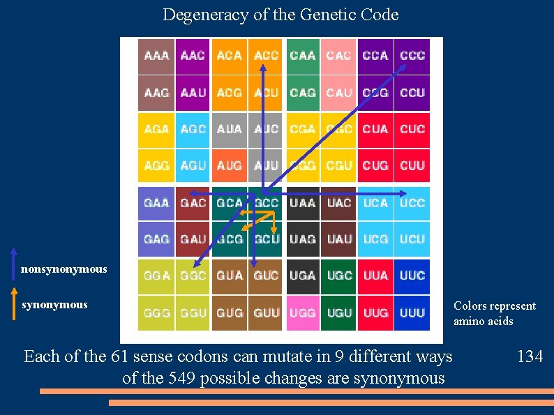 Degeneracy of the Genetic Code nonsynonymous Each of the 61 sense codons can mutate