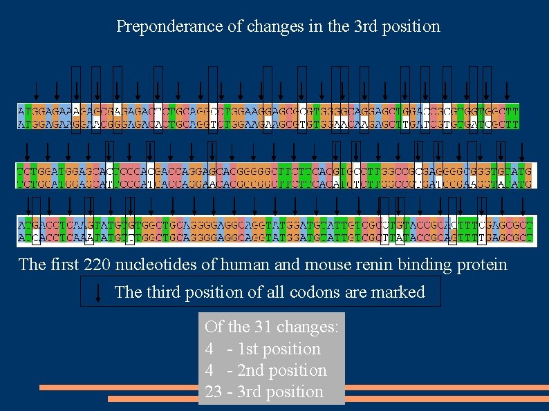 Preponderance of changes in the 3 rd position The first 220 nucleotides of human