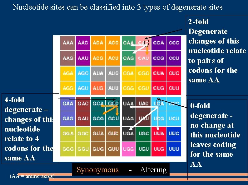 Nucleotide sites can be classified into 3 types of degenerate sites 2 -fold Degenerate