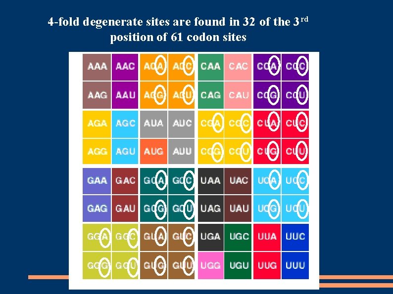 4 -fold degenerate sites are found in 32 of the 3 rd position of