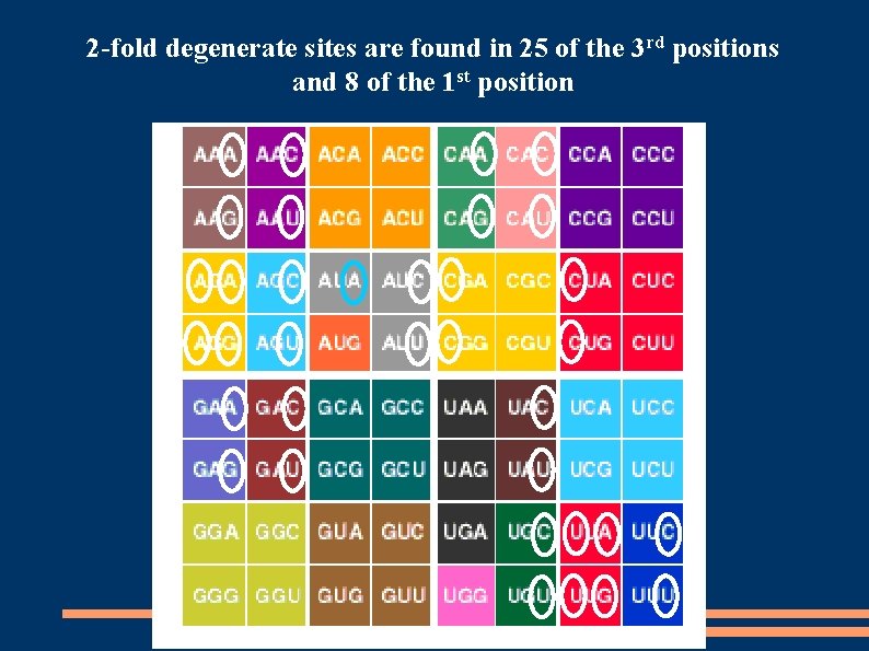 2 -fold degenerate sites are found in 25 of the 3 rd positions and