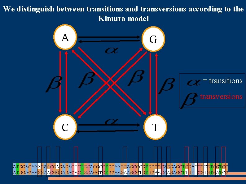 We distinguish between transitions and transversions according to the Kimura model A G =