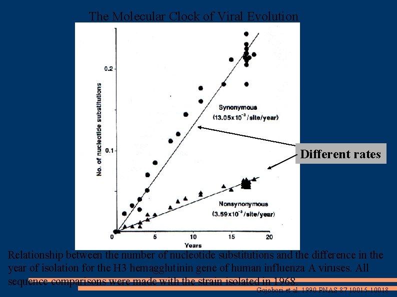 The Molecular Clock of Viral Evolution Different rates Relationship between the number of nucleotide