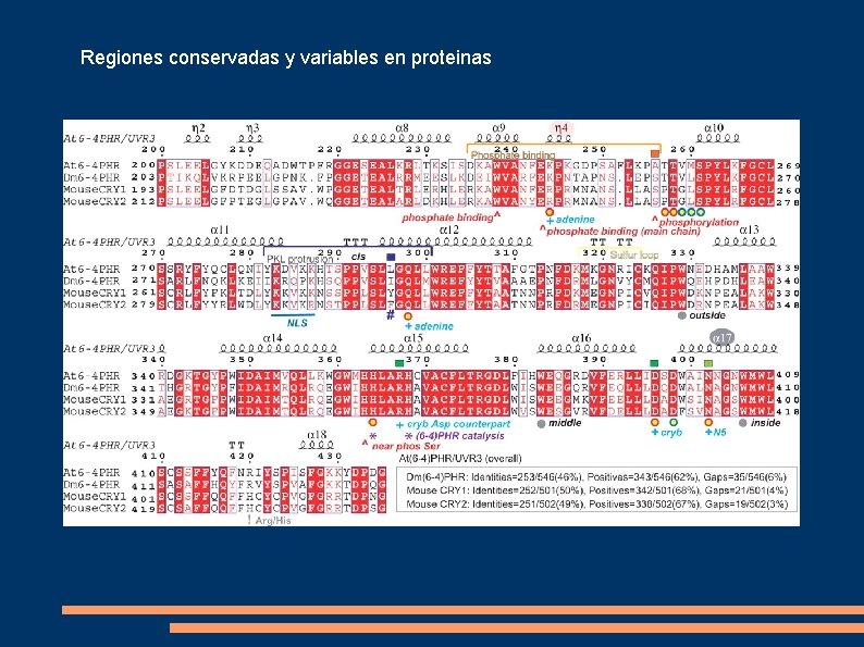 Regiones conservadas y variables en proteinas 