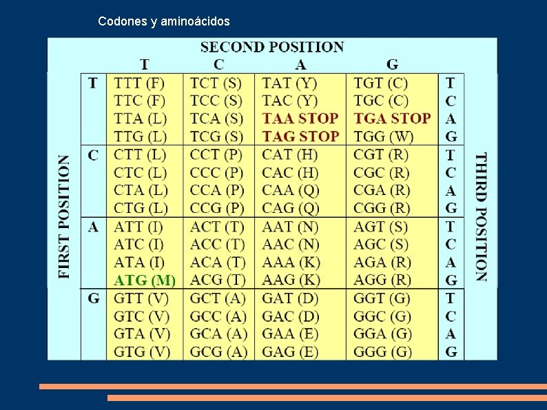 Codones y aminoácidos 
